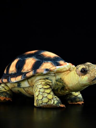 Simulated Land Turtle Doll Cute Turtle Doll Plush Toy
