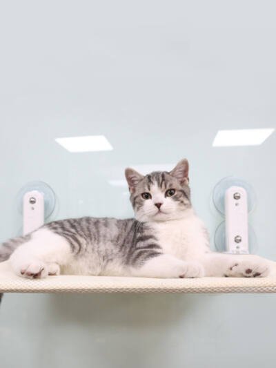 Hammock Four Seasons Universal Cat Litter Suction Cup Windows
