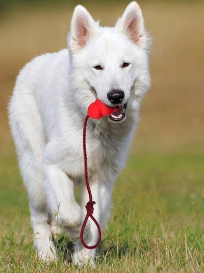 Pet Toy Natural Rubber Rope Hoist